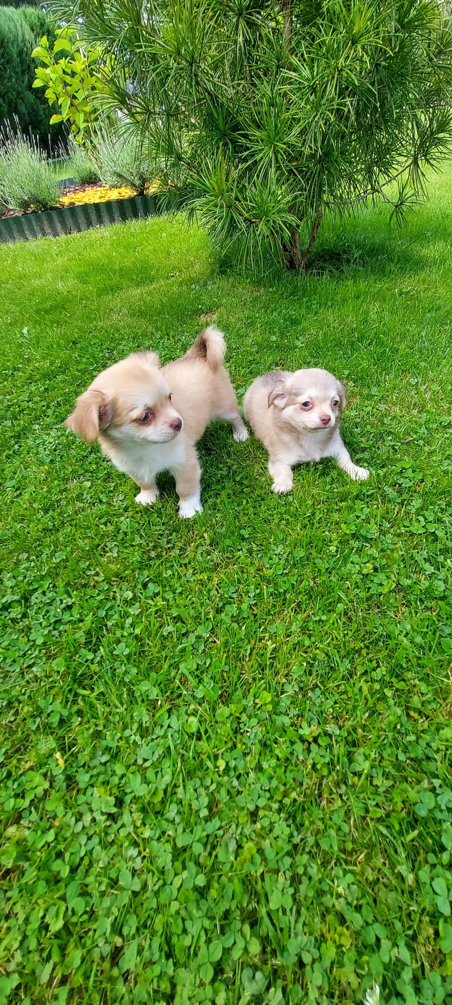 Chihuahua długowłosa piesek!