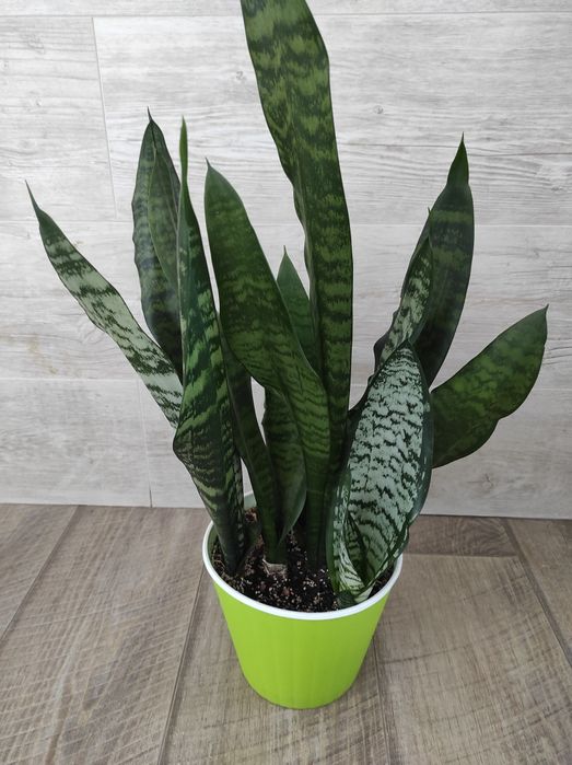 Сансевиерия Ева, Eve