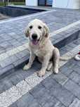 Suczka Golden retriever