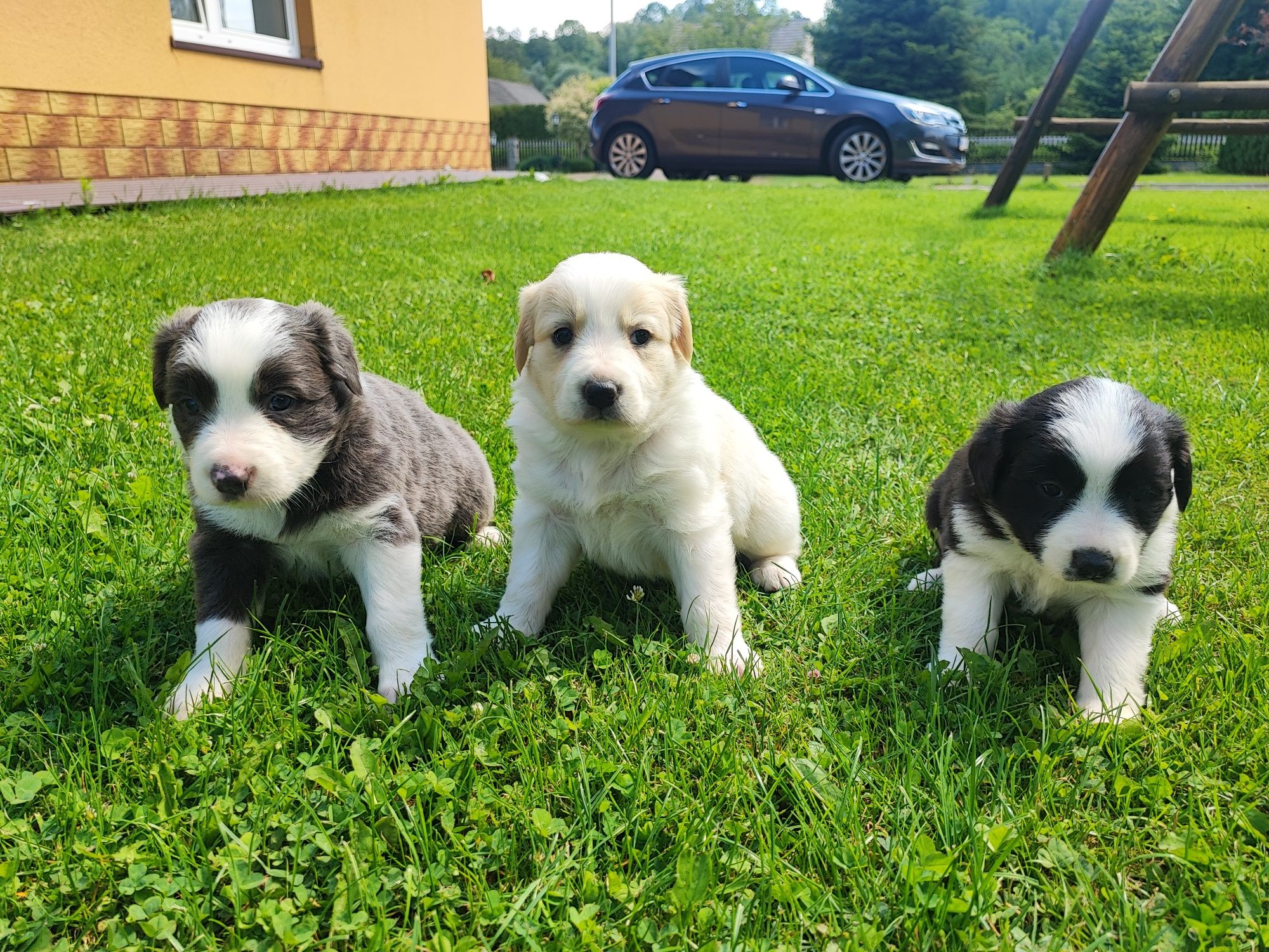 Border Collie Blue & White z niebieskimi oczami – metryka PFH