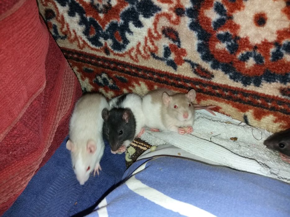 Крыски домашние, умные , 1 месяц от рождения.