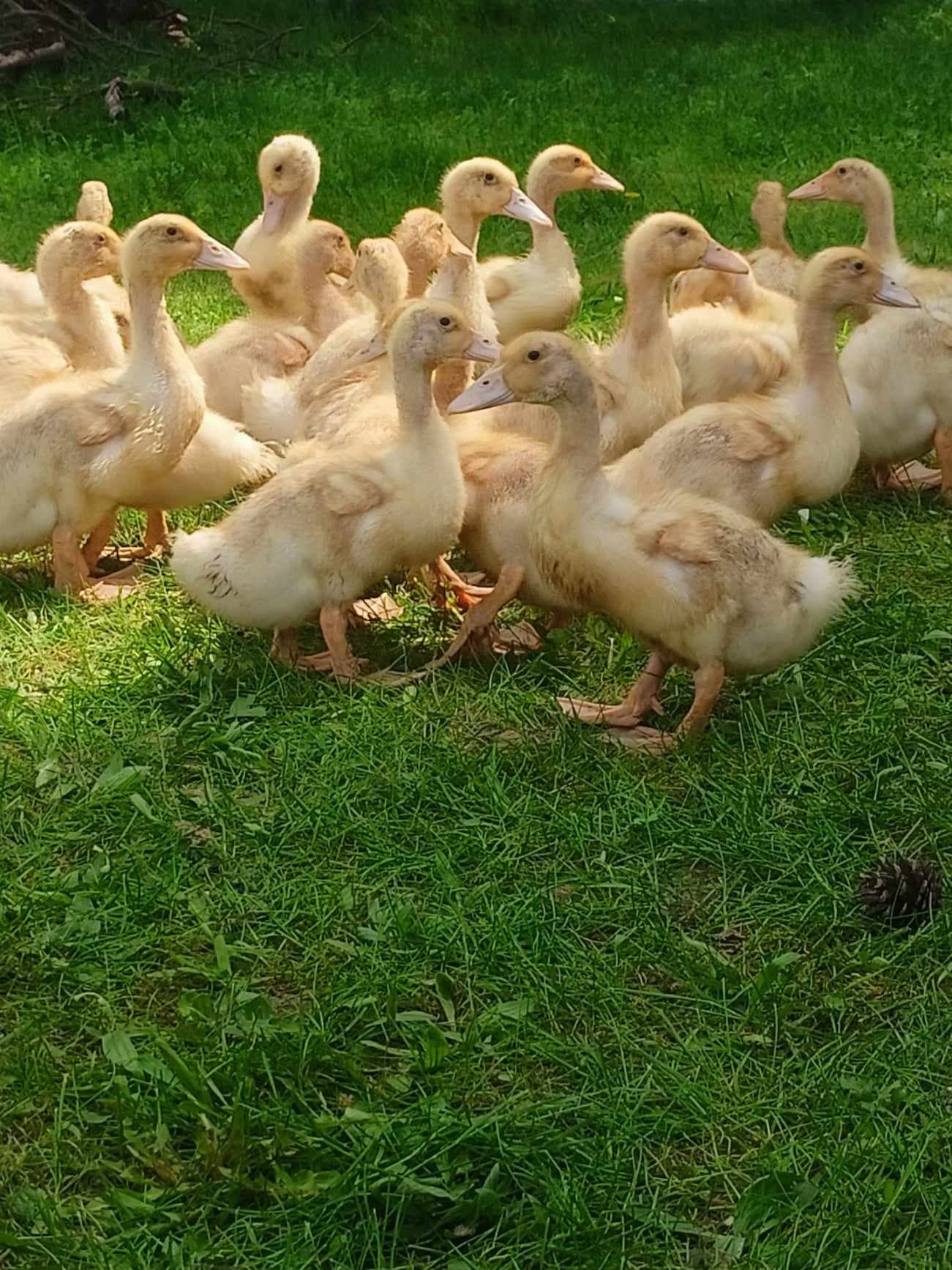 Kaczki białe pekin