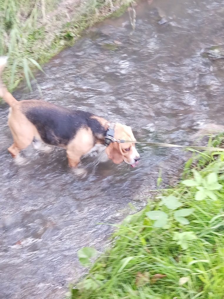 Hektor 4lata beagle oddam w dobre ręce