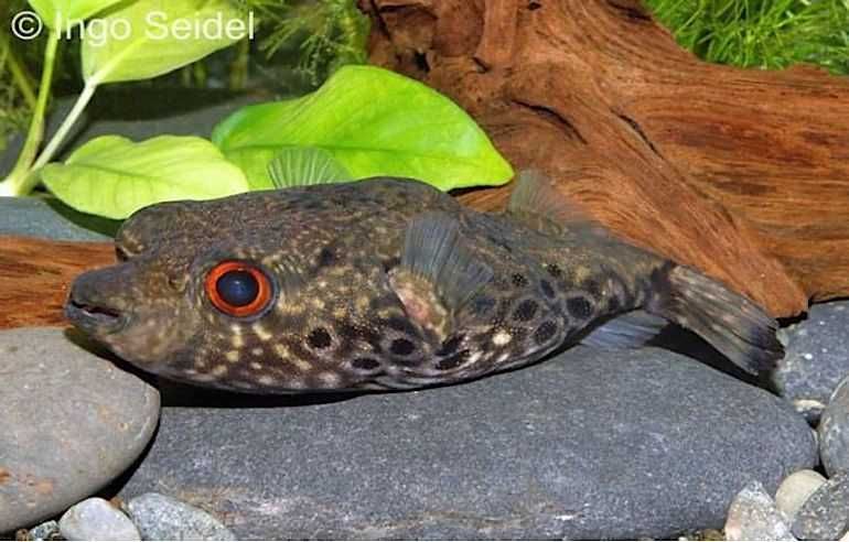 Kolcobrzuch Pao palembangensis XL. Cetarius