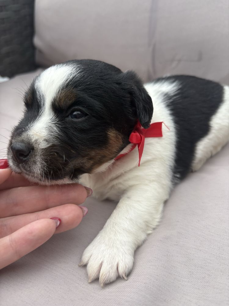 Jack Rusell Terrier szczeniaczek piesek.