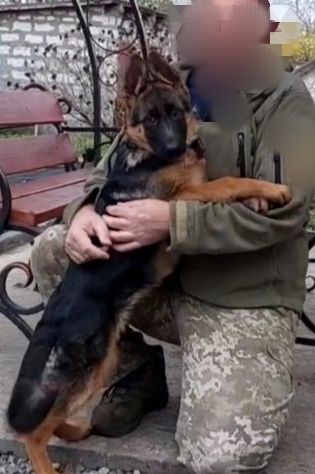 Крупные ,черномордые суки из питомника