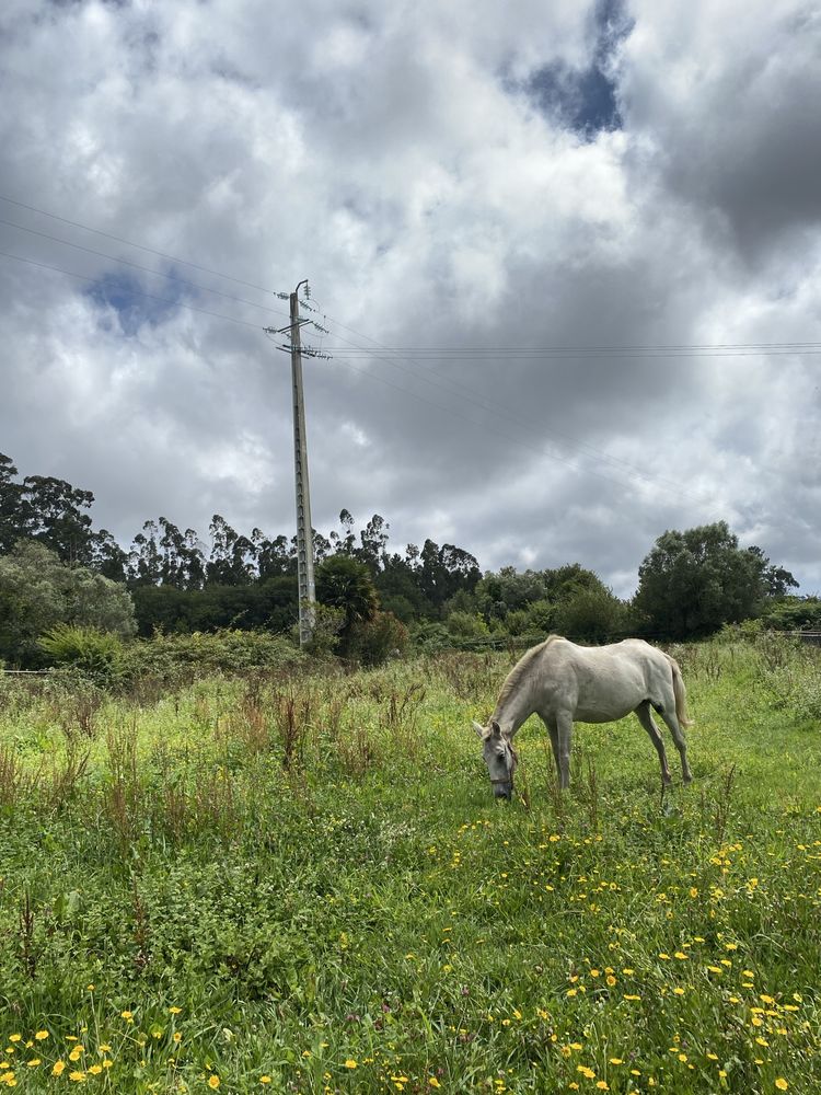 Égua Russa Pontuada