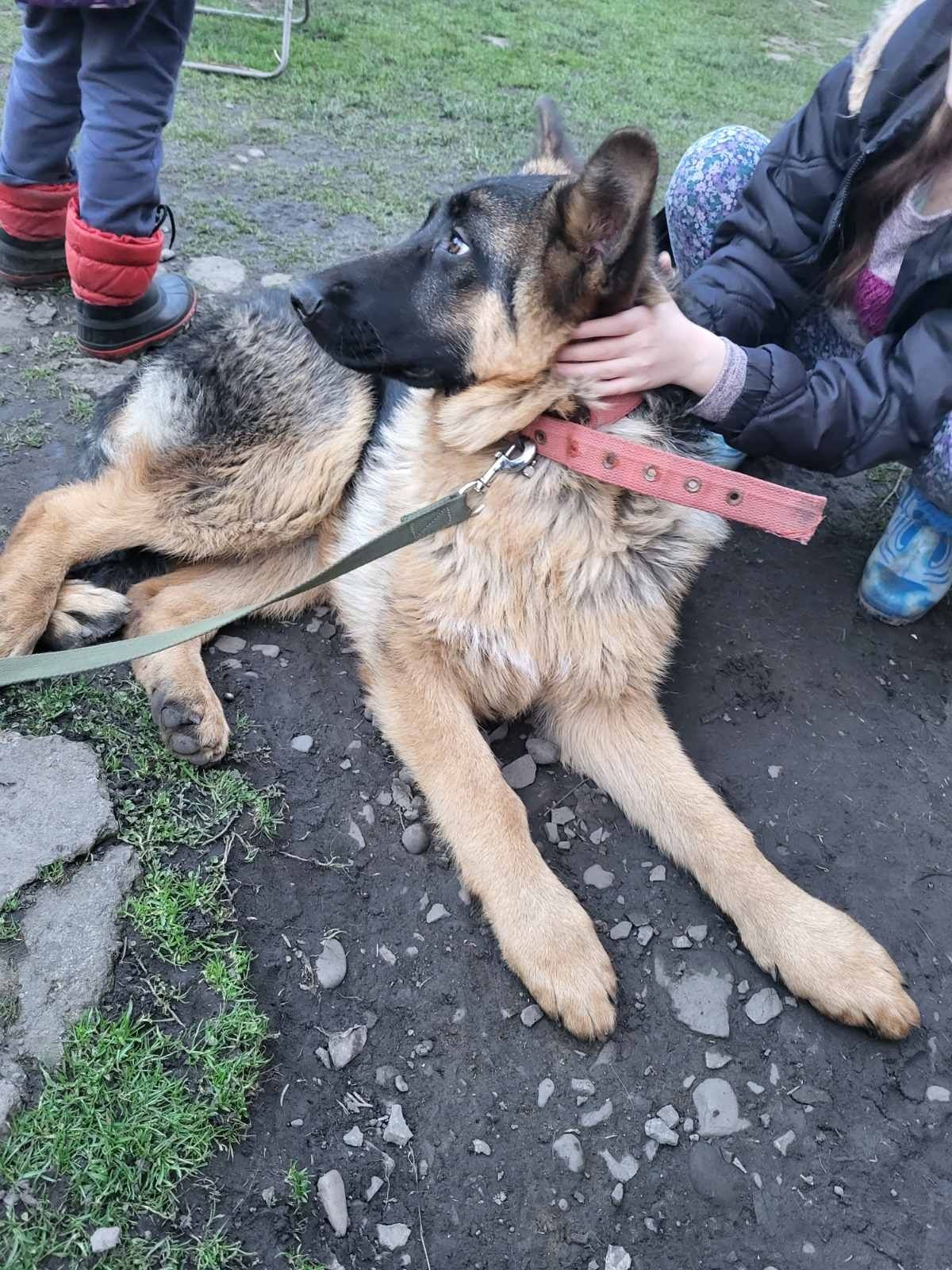 Німецька вівчарка.