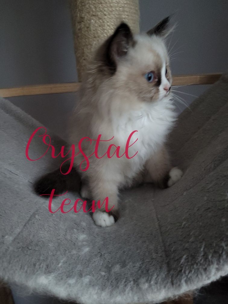 Kocurek ragdoll gotowy do zmiany domku.!