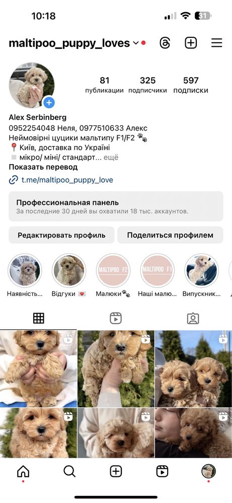 Premium‼️Мальтипу ф1 міні карамельний хлопчик чудо