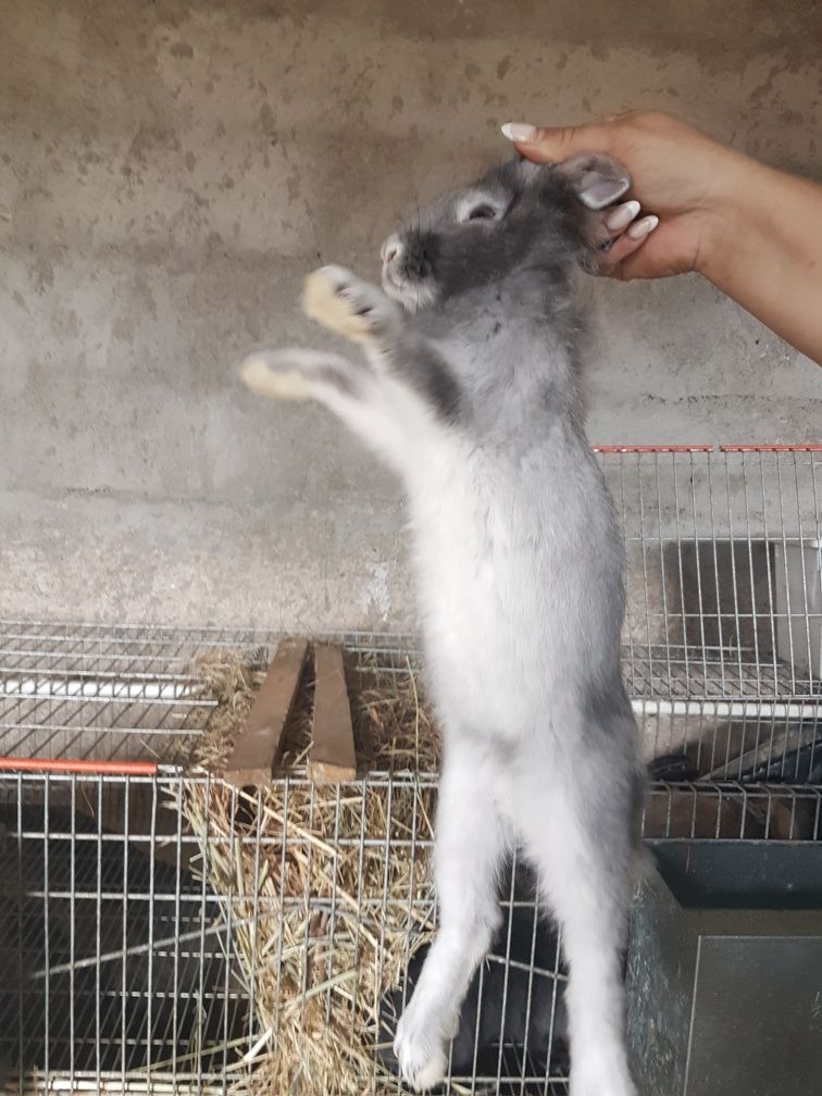 Vendo Coelhos (Entrega Disponível)