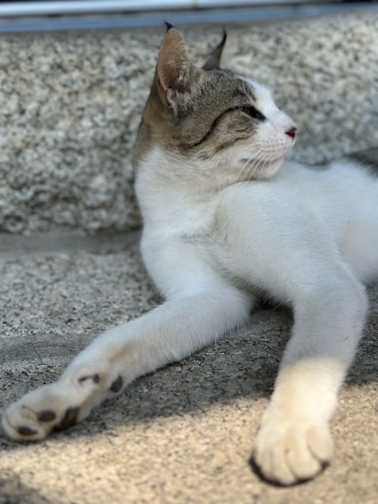 Gato super meigo