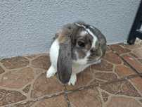 Królik miniaturka baranek mini lop