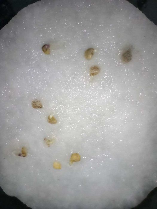 Насіння перцю чилі особливо гострий