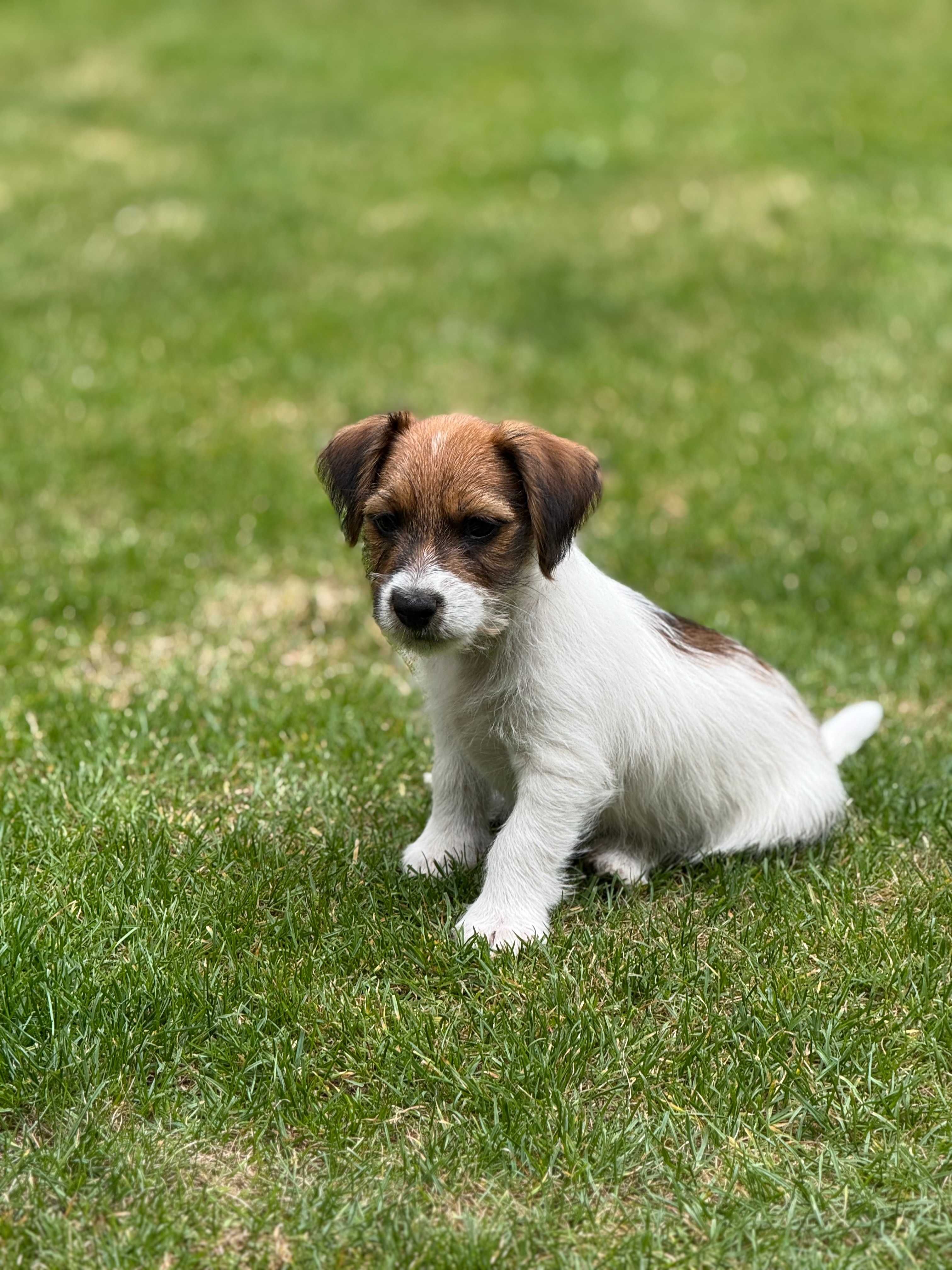 Jack Russell Terrier szorstkowłosy piesek od #SMARTIE JACKS# male Jack