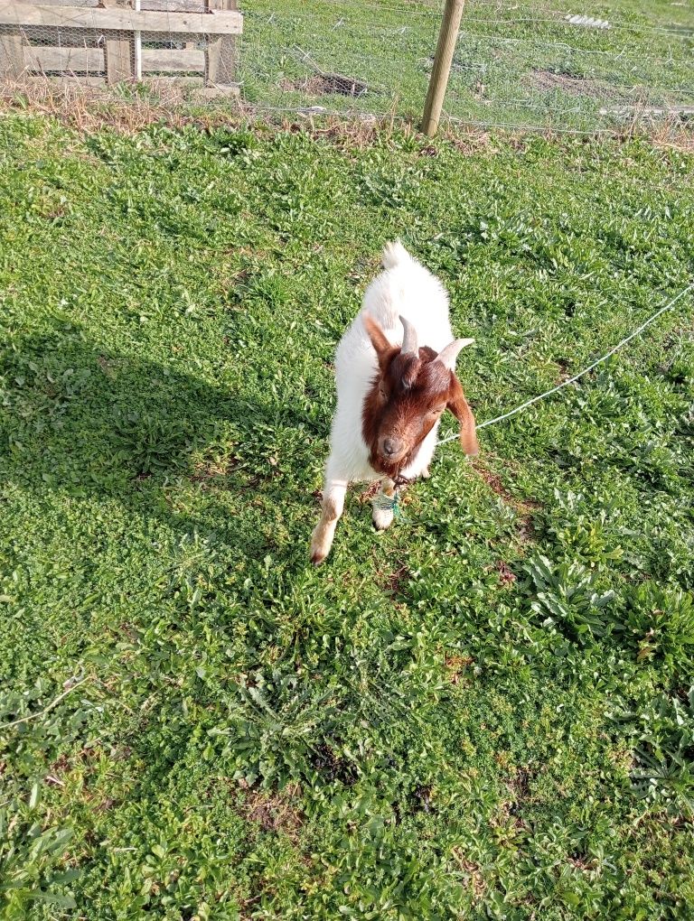 Cabrito para conbrição