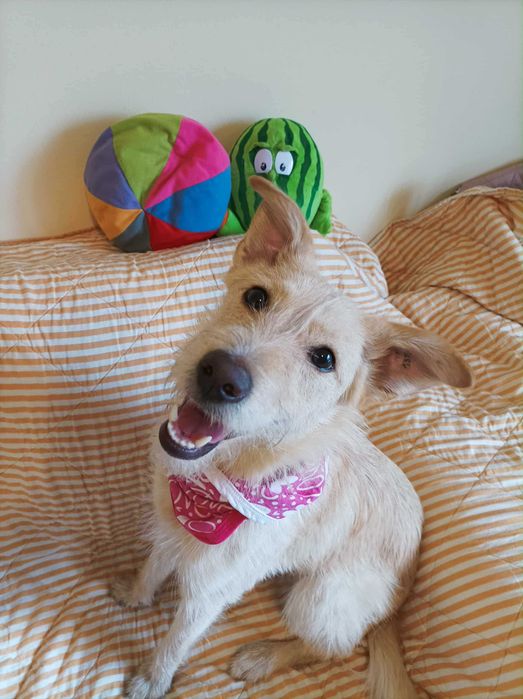 Roczna Fibi szuka domu