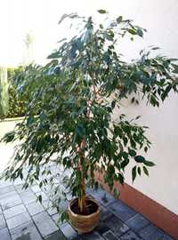 Ficus Ficus Benjamina 1,80m
Drzewko zadbane, zdrowe, rośnie bez proble