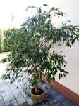 Ficus Ficus Benjamina 1,80m
Drzewko zadbane, zdrowe, rośnie bez proble