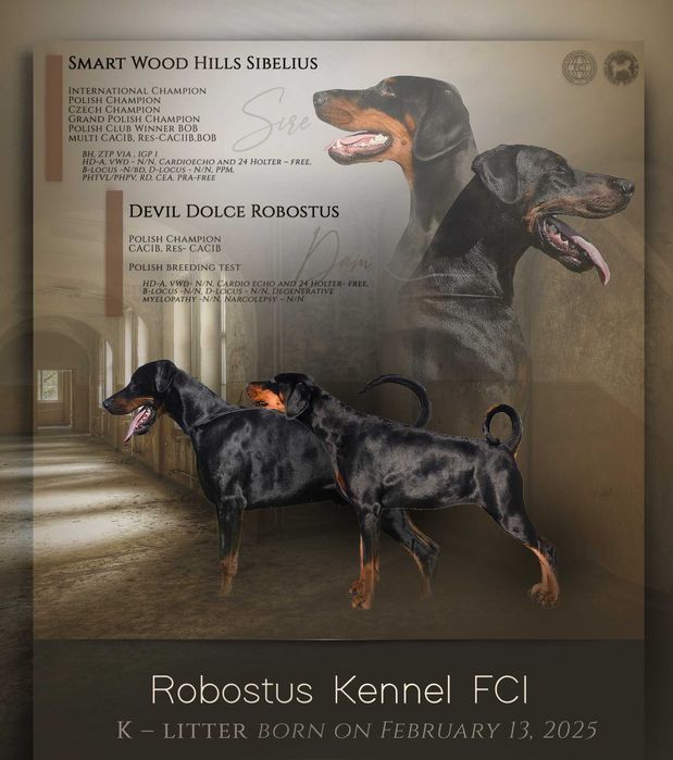 Doberman wystawowy piesek FCI