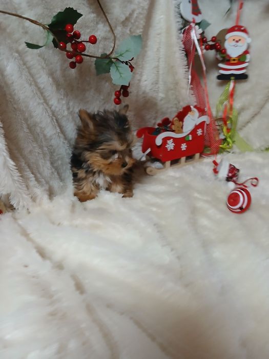 Biewer Terrier Macho Miniatura Criadora Registada PT 3088 FL