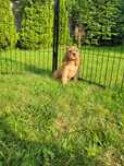 Cocker spaniel angielski suczka