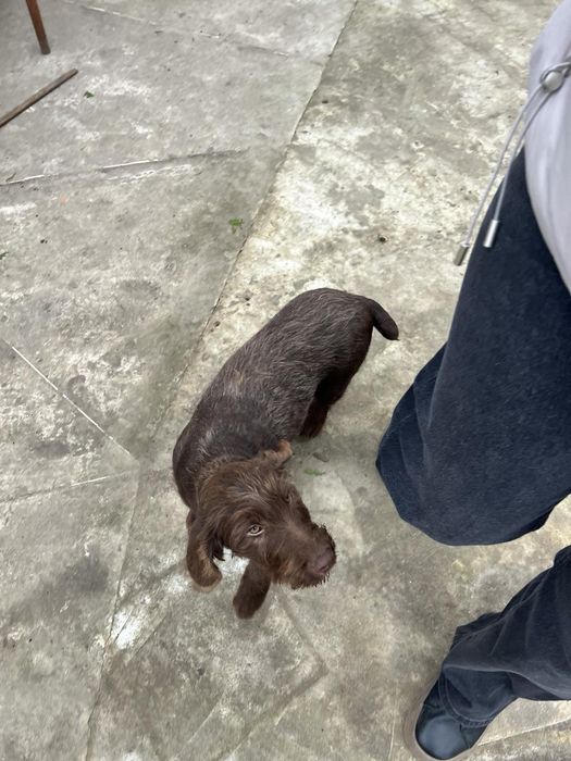 Отдам девочку дратхаара