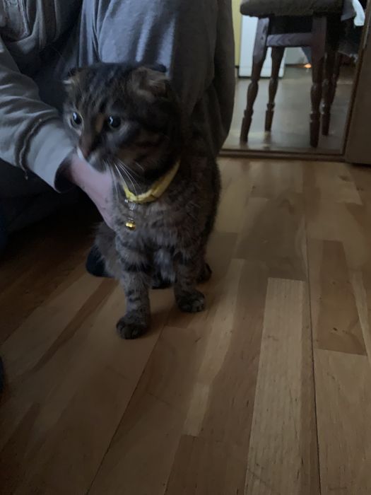 Нашийник з дзвіночком ошейник