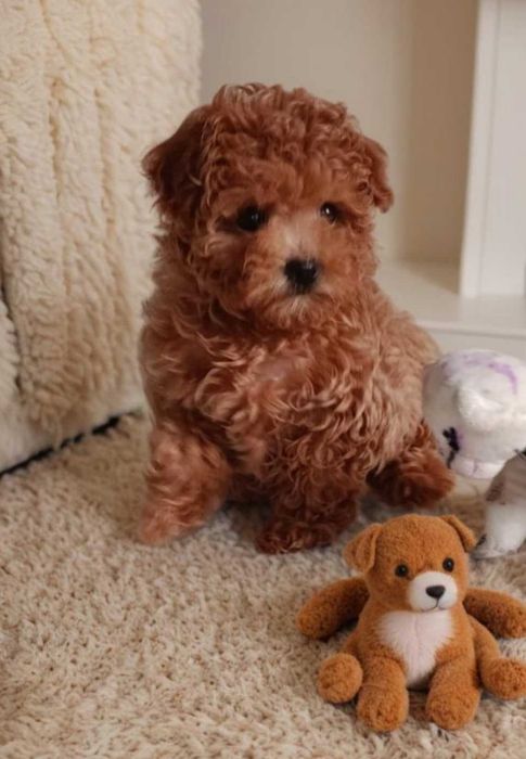 Мальтипу. Девочка мини.