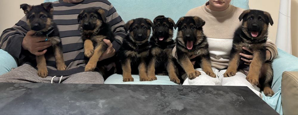 Szczeniak Owczarek Niemiecki Krótkowłosy FCI