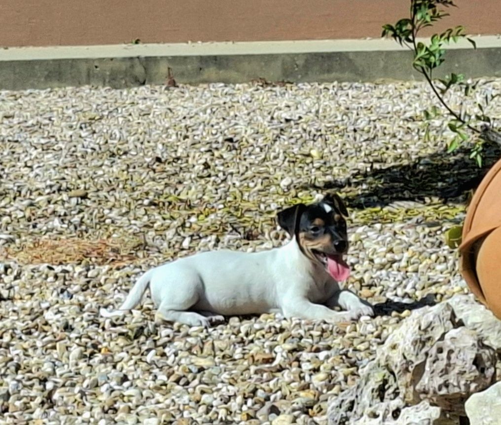 Jack russel de excelente qualidade