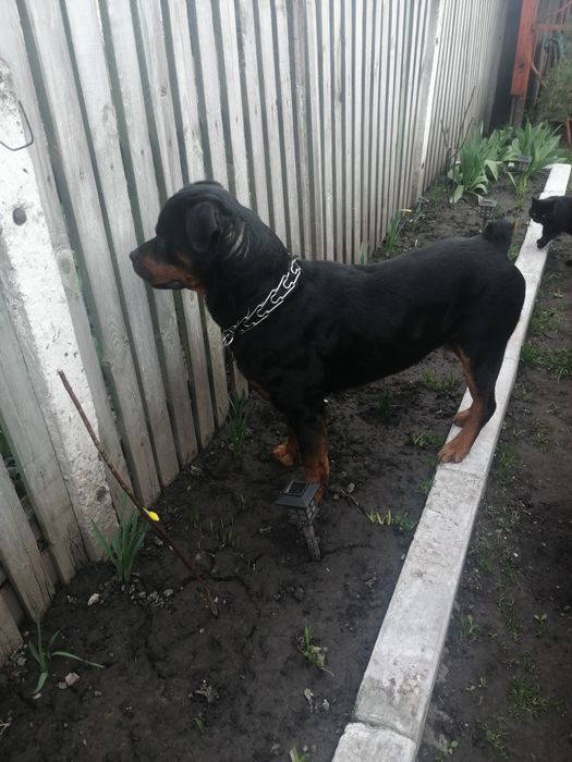 Цуценята ротвейлера