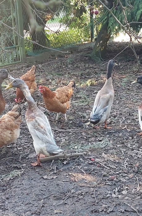 Młode kaczory biegusy z maja 2025