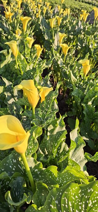 Цибулини жовтої калли