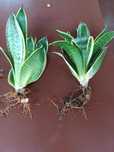 Sadzonka Zielona sansevieria trifasciata, Żółta sansevieria hahnii