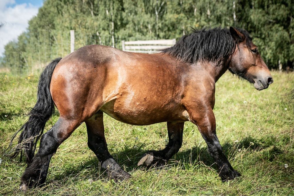 Sprzedam klacz rasy Arden Polski