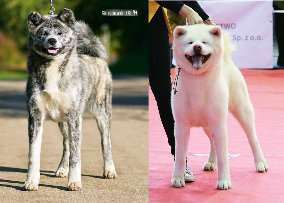 Akita Japońska*szczeniak*ZKwP*Shiro