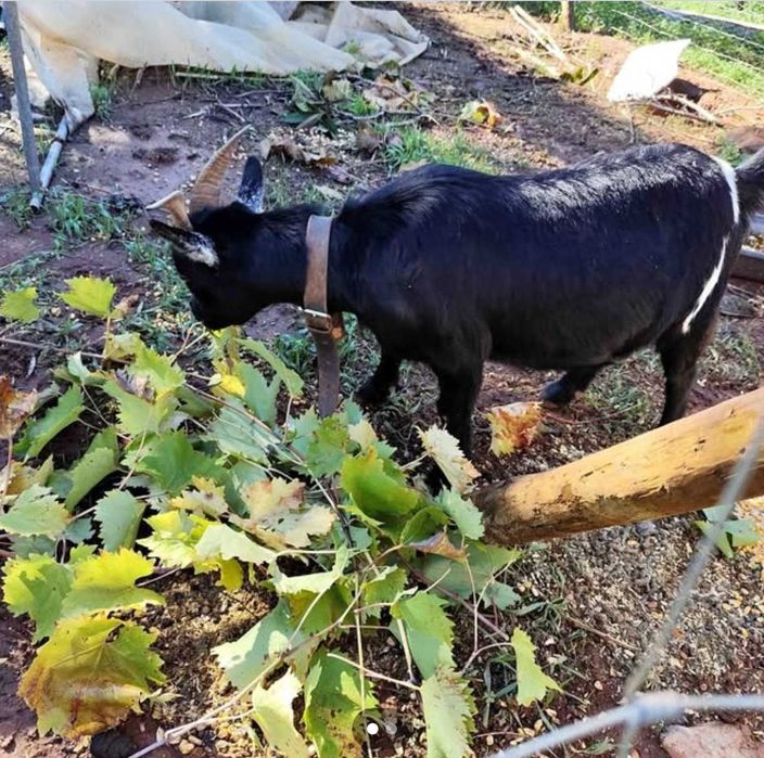 Cabra anã e cabrito