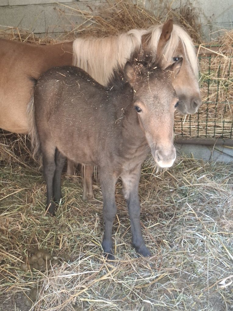 Pónei BEBÉ c/ 6 meses