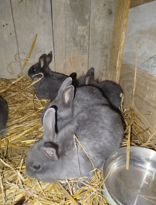 Sprzedam króliki miniaturkowe