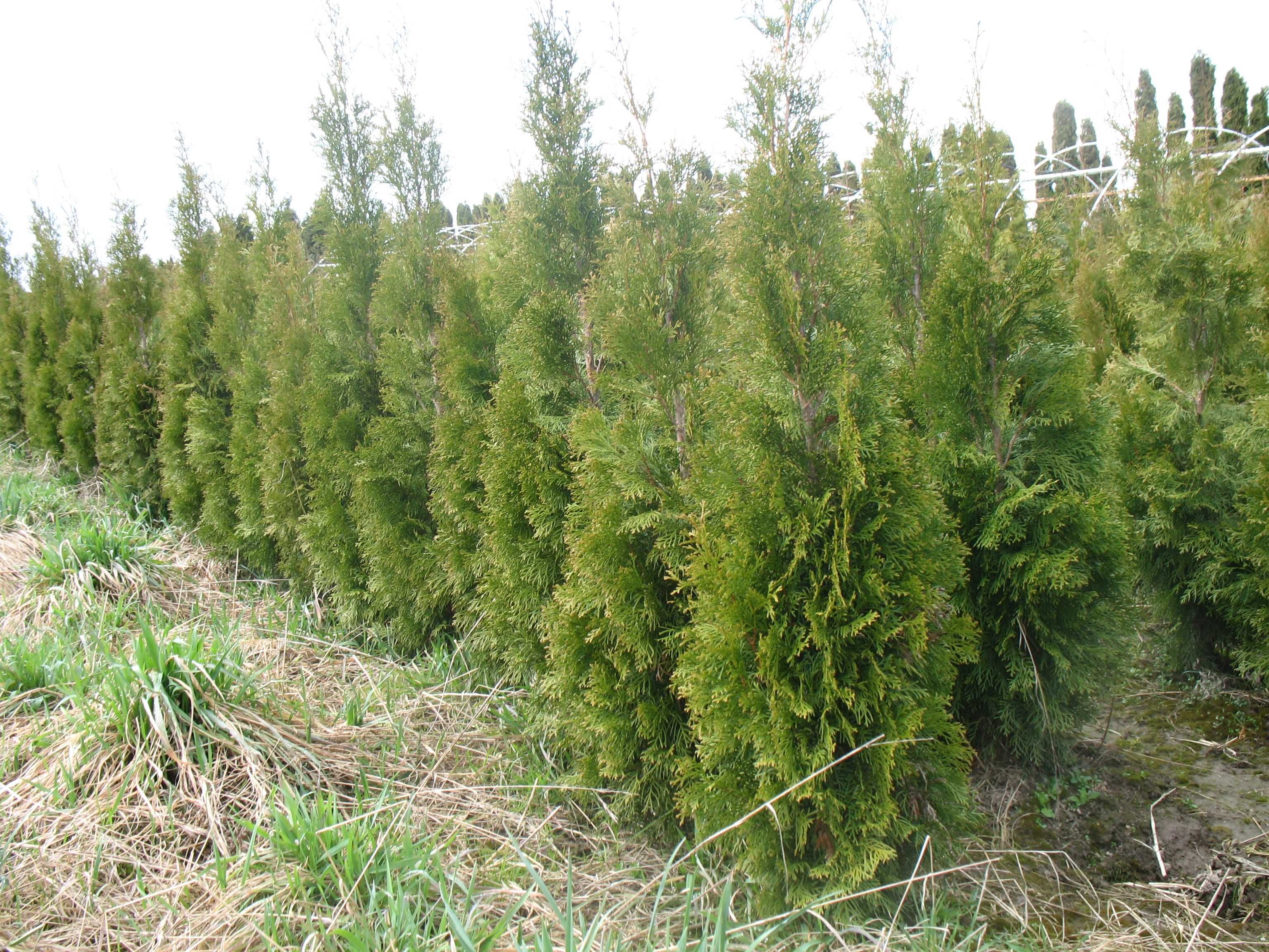 Tuja szmaragd 160 cm, smaragd, tuje, thuja, krzewy ozdobne, iglaki