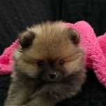 Lulu Pomerânia fêmea micro LOP spitz Alemão anão em adulto fica 1,5 kg