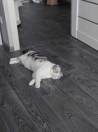 Шотландский мраморный на белом вислоухий кот приглашает в гости