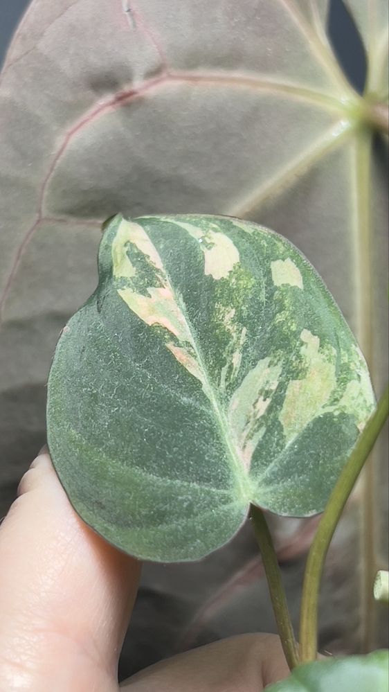 Міканс варієгатний  micans variegated