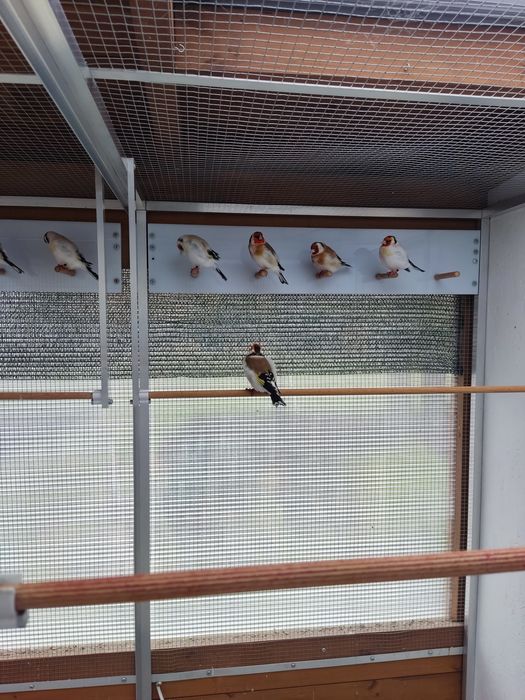 Szczygły Syberyjskie Major