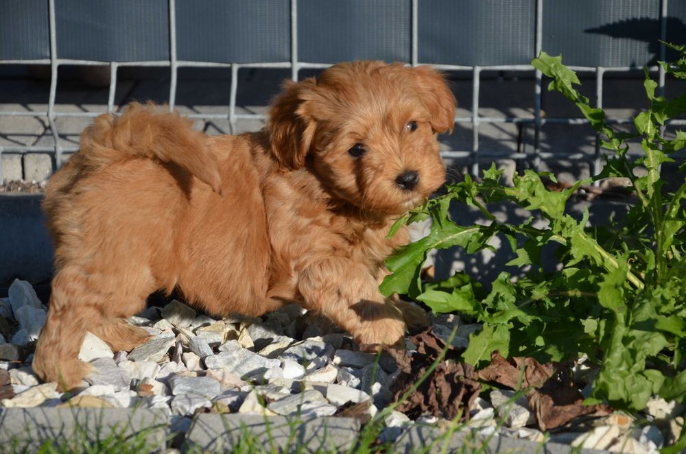 hawańczyk wspaniały piesek YUPPI  ZKwP/FCI