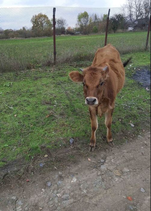 Теличка , вісім місяців