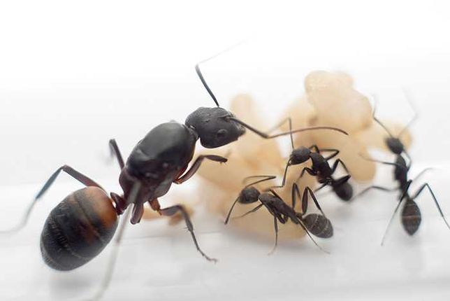 Экзотические муравьи Camponotus cruentatus формикарий