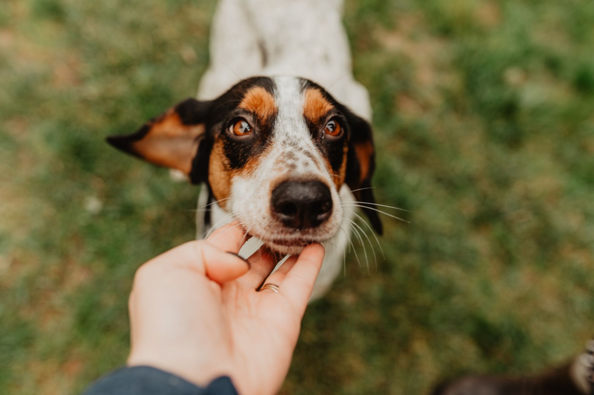 Zjawiskowe szczenięta do adopcji