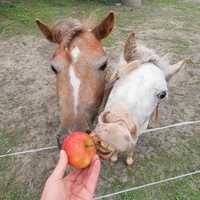 Sprzedam kucyki Appaloosa